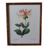 Framed botanical plate, flower illustration by Pierre Joseph Redouté