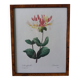 Planche botanique encadrée, illustration fleur de Pierre Joseph Redouté