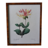 Framed botanical plate, flower illustration by Pierre Joseph Redouté