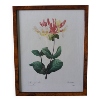 Planche botanique encadrée, illustration fleur de Pierre Joseph Redouté