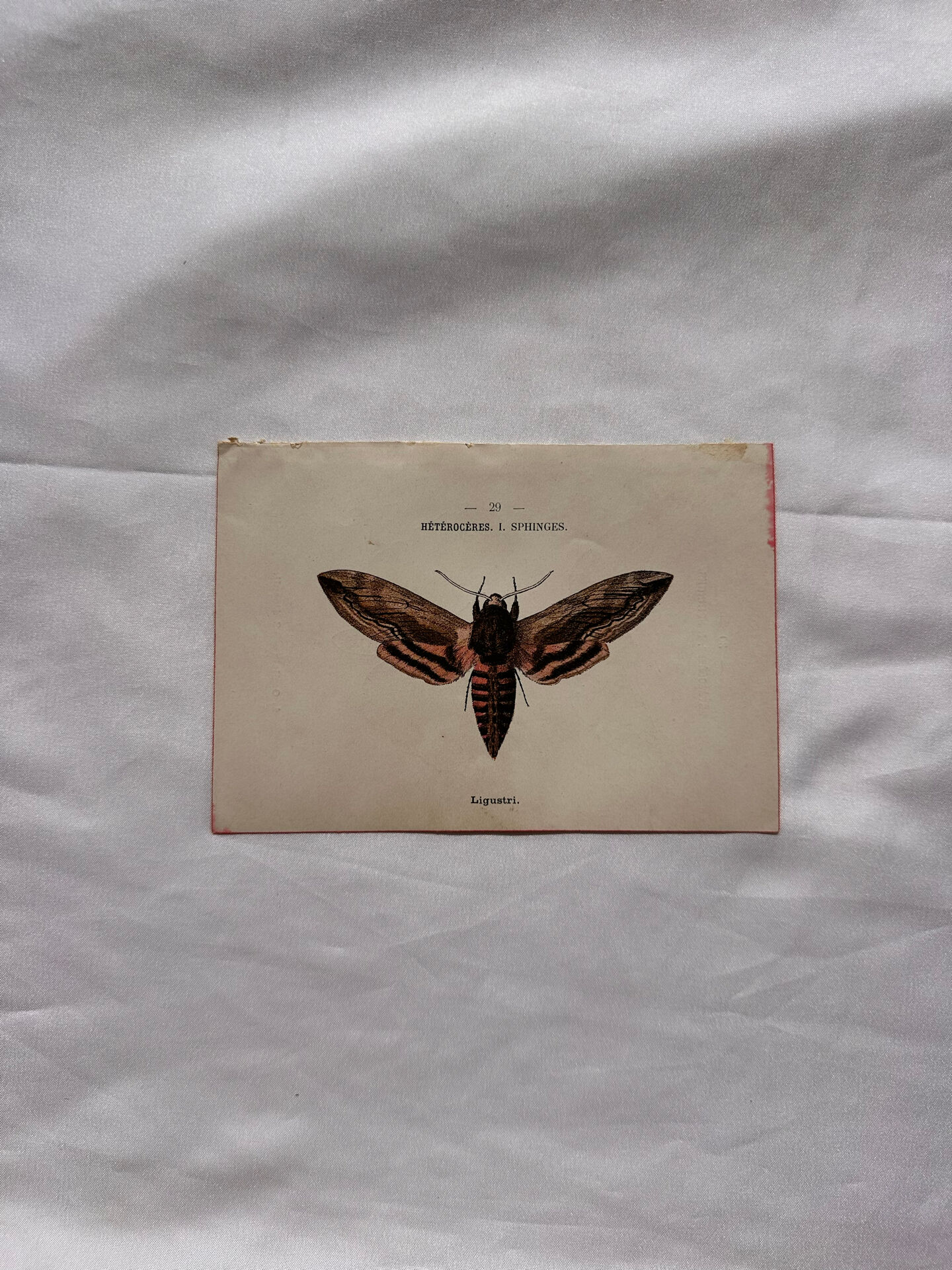 Gravure naturaliste  Papillon 19eme affiche botanique originale 1800