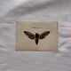 Gravure naturaliste  Papillon 19eme affiche botanique originale 1800