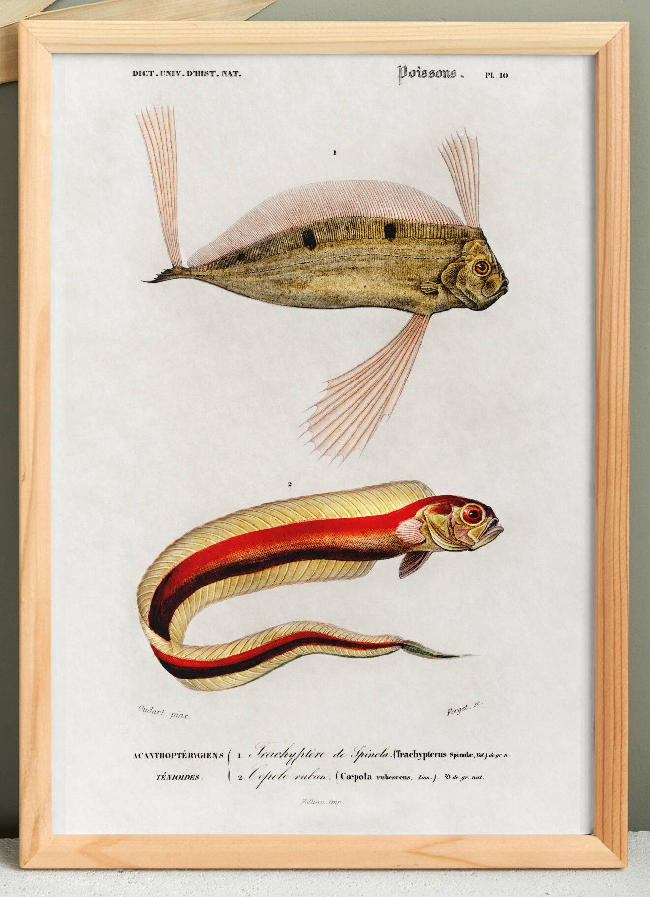 Affiche sur le poisson ruban, d’après une gravure ancienne de 1849.