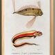 Affiche sur le poisson ruban, d’après une gravure ancienne de 1849.