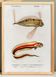 Affiche sur le poisson ruban, d’après une gravure ancienne de 1849.