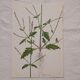 Lot de 2 planches botaniques cicutaire et verveine