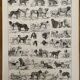 Lithographie gravure sur les chiens - 1900