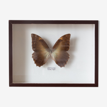 Framed butterfly