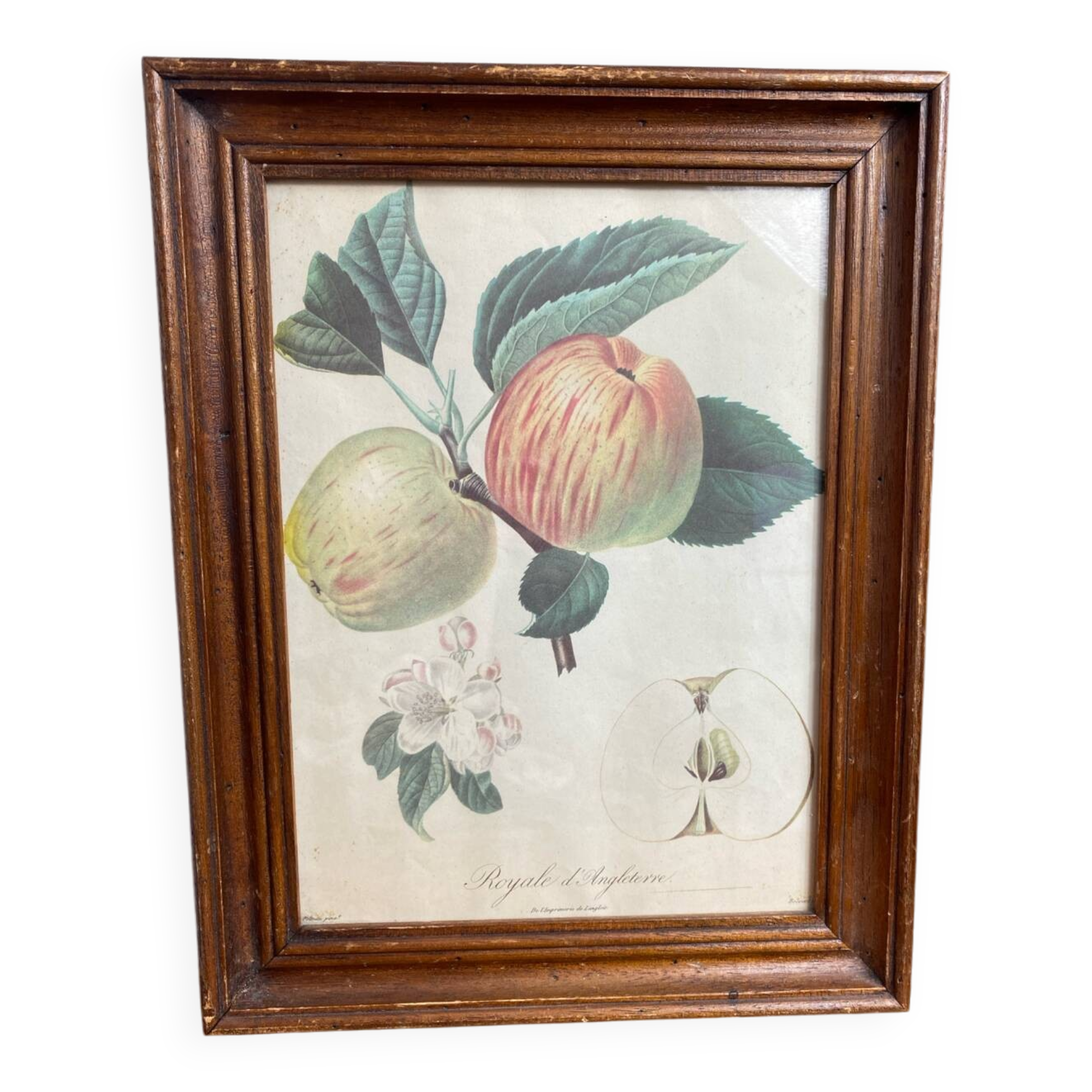 Affiche botanique Langlois encadrée