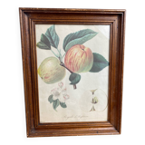 Affiche botanique Langlois encadrée