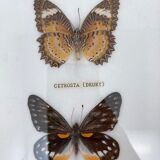 Frame naturalized vintage butterflies