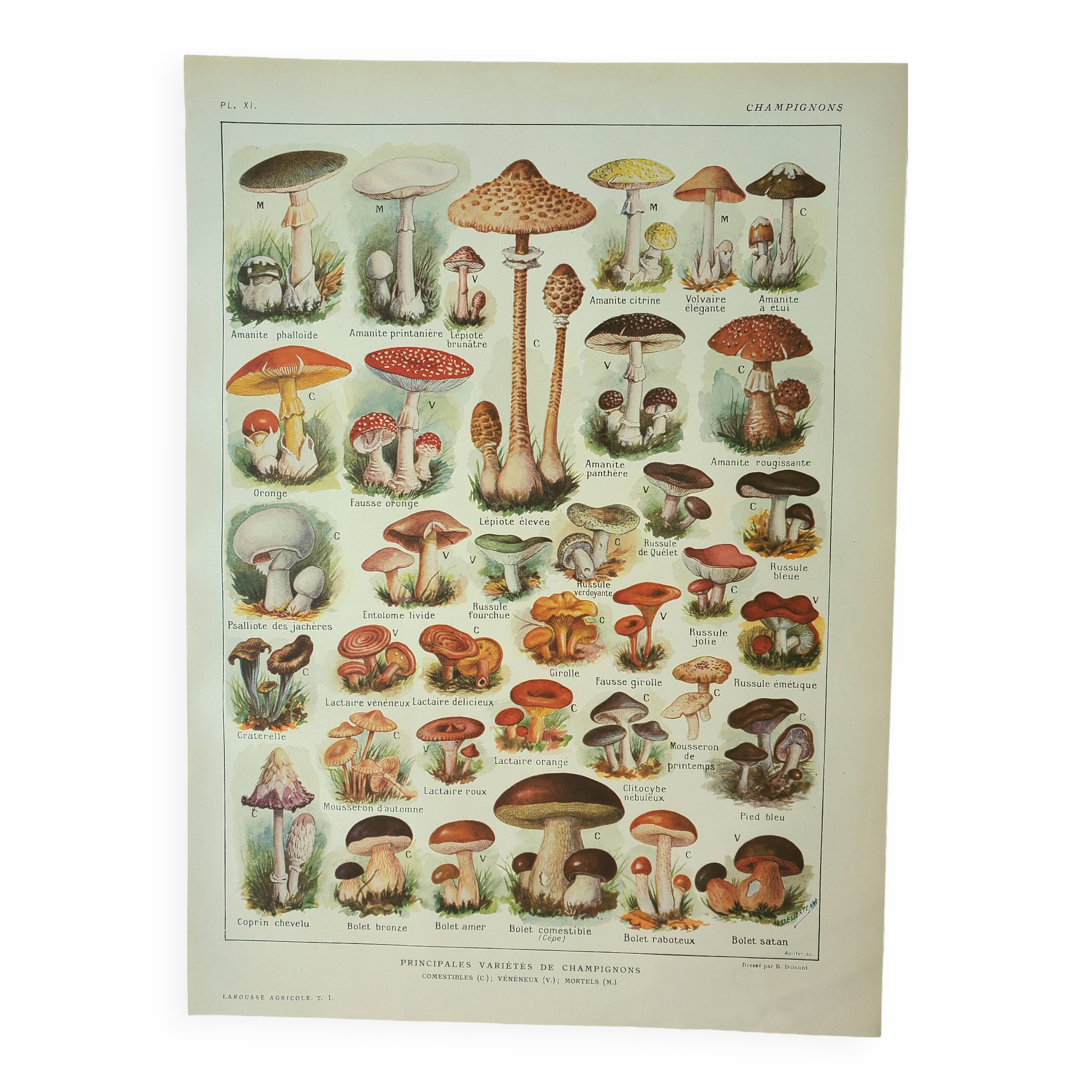 Old lithograph 1922, Mushrooms, picking, mycology, forest • Engraving, original illustration