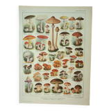 Old lithograph 1922, Mushrooms, picking, mycology, forest • Engraving, original illustration