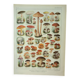 Old lithograph 1922, Mushrooms, picking, mycology, forest • Engraving, original illustration