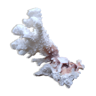 Branche de corail blanc
