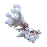 Branche de corail blanc