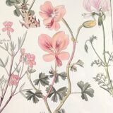 Cadre planche botanique pelargonium