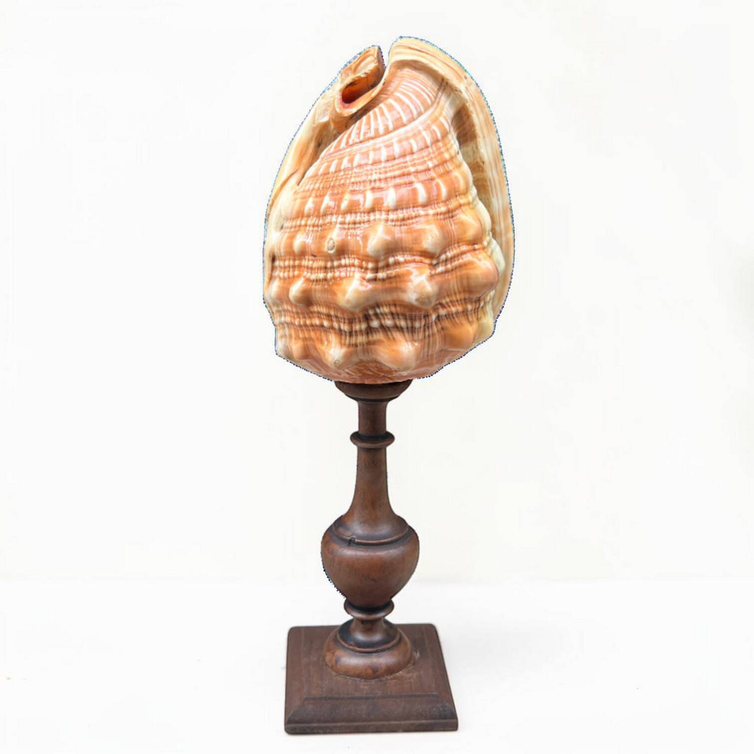 Red helmet shell conch on turned wooden base 19th century
