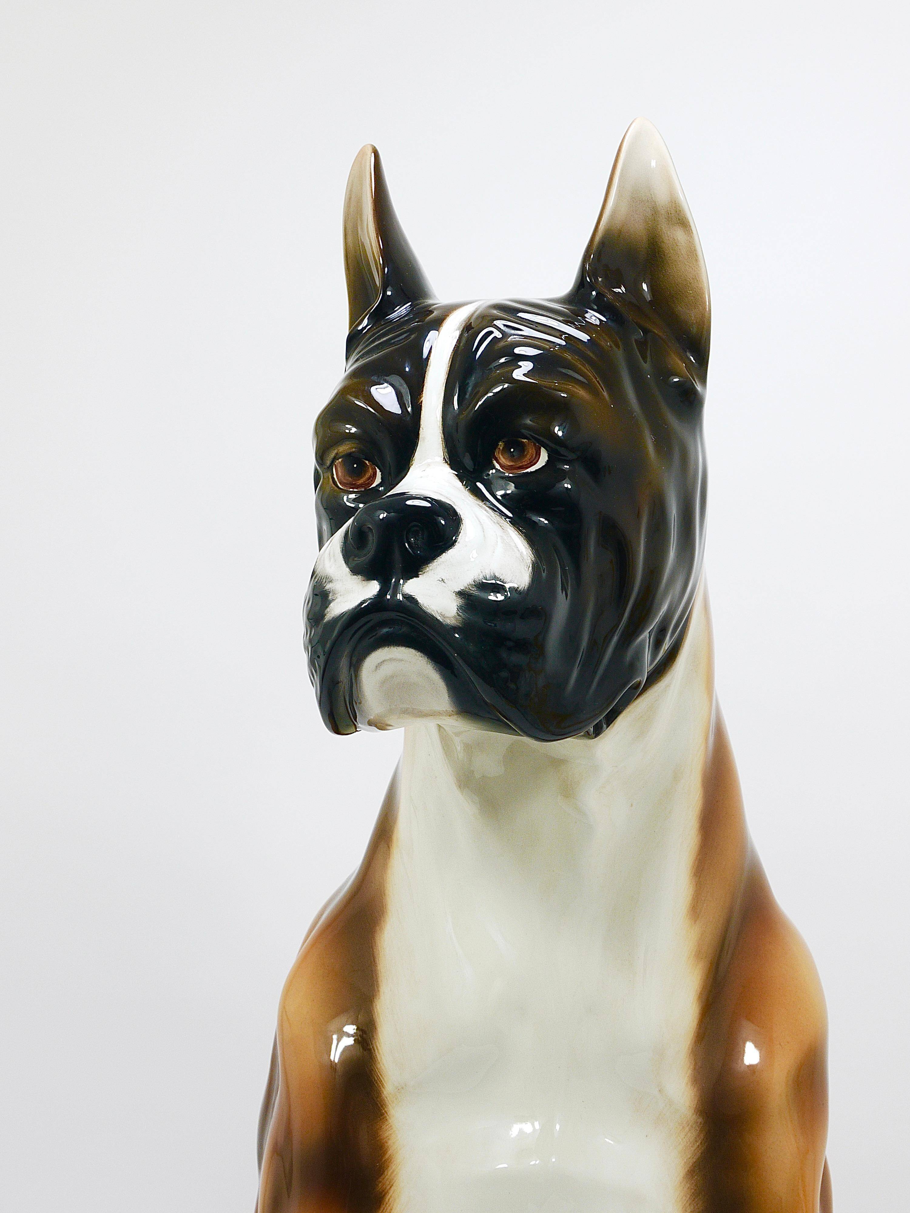 Life-size boxer dog statue in majolica, glazed ceramic, Italy, 1970s.