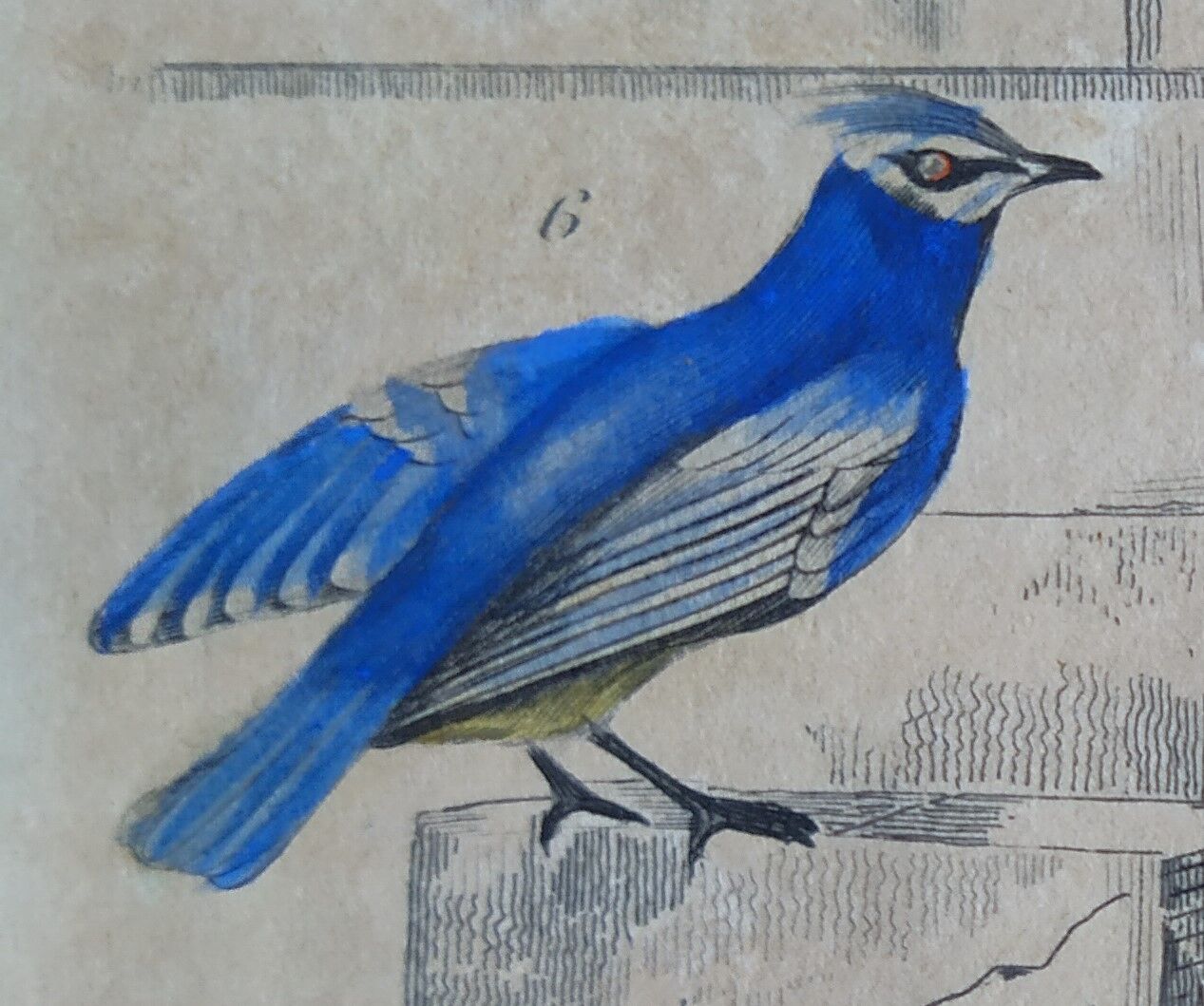 Planche Ornithologique originale " Pitpit bleu - Roitelet - Roitelet mésange - &c... " Buffon 1836
