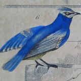 Original Ornithological plate " Pitpit bleu - Roitelet - Roitelet mésange - &c... " Buffon (1836)