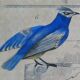 Planche Ornithologique originale " Pitpit bleu - Roitelet - Roitelet mésange - &c... " Buffon 1836
