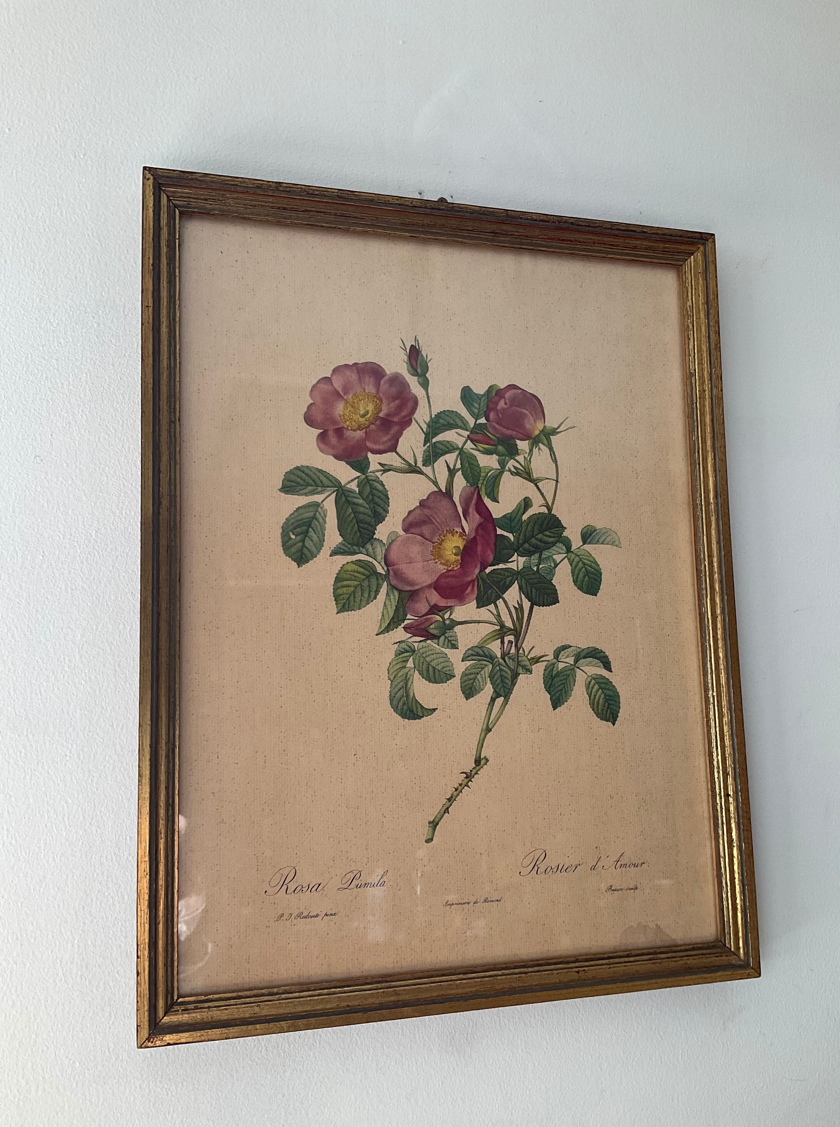 Vintage frame botanical illustration "Rosier d'amour" by Redouté