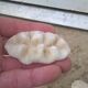 Ensemble de 7 corail blanc vintage