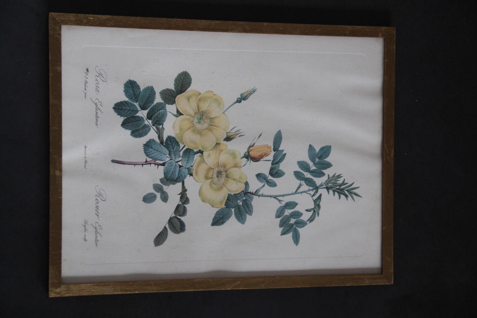 Framed engraving by P.J.Redouté Rosier Eglantier