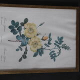 Framed engraving by P.J.Redouté Rosier Eglantier