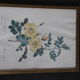 Framed engraving by P.J.Redouté Rosier Eglantier