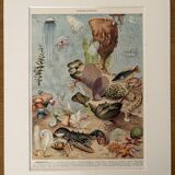 Lithograph on oceanography - 1930