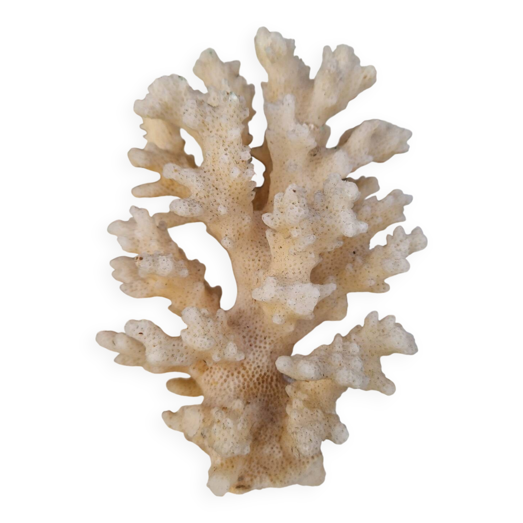 Ancient Caribbean Coral