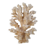 Corail ancien des Caraïbes