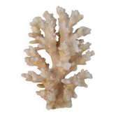 Ancient Caribbean Coral