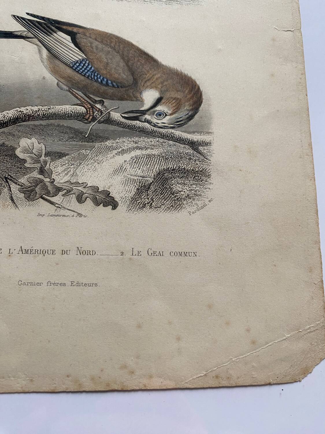 Lot 4 ornithological boards