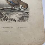 Lot 4 ornithological boards