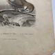 Lot 4 ornithological boards
