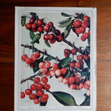 Old cherry poster
