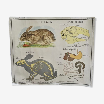 Affiche scolaire Rossignol Le lapin Le cheval