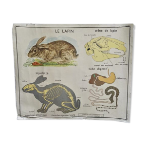 Affiche scolaire Rossignol Le lapin