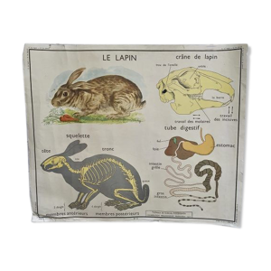 Affiche scolaire Rossignol - cheval
