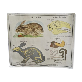 Affiche scolaire Rossignol Le lapin Le cheval