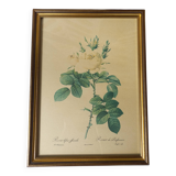 Redouté botanical board table