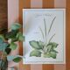Botanical board