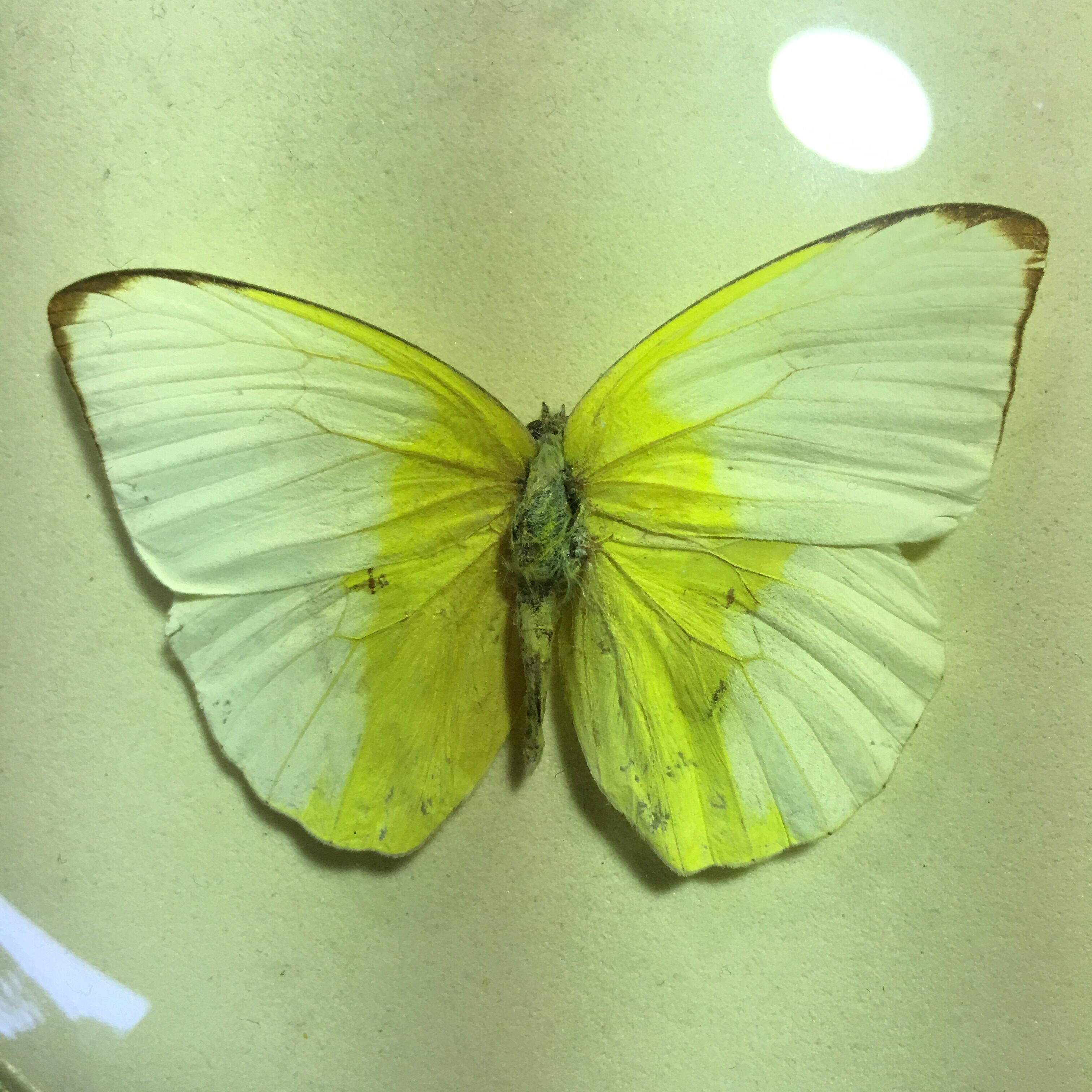 Butterfly under curved frame