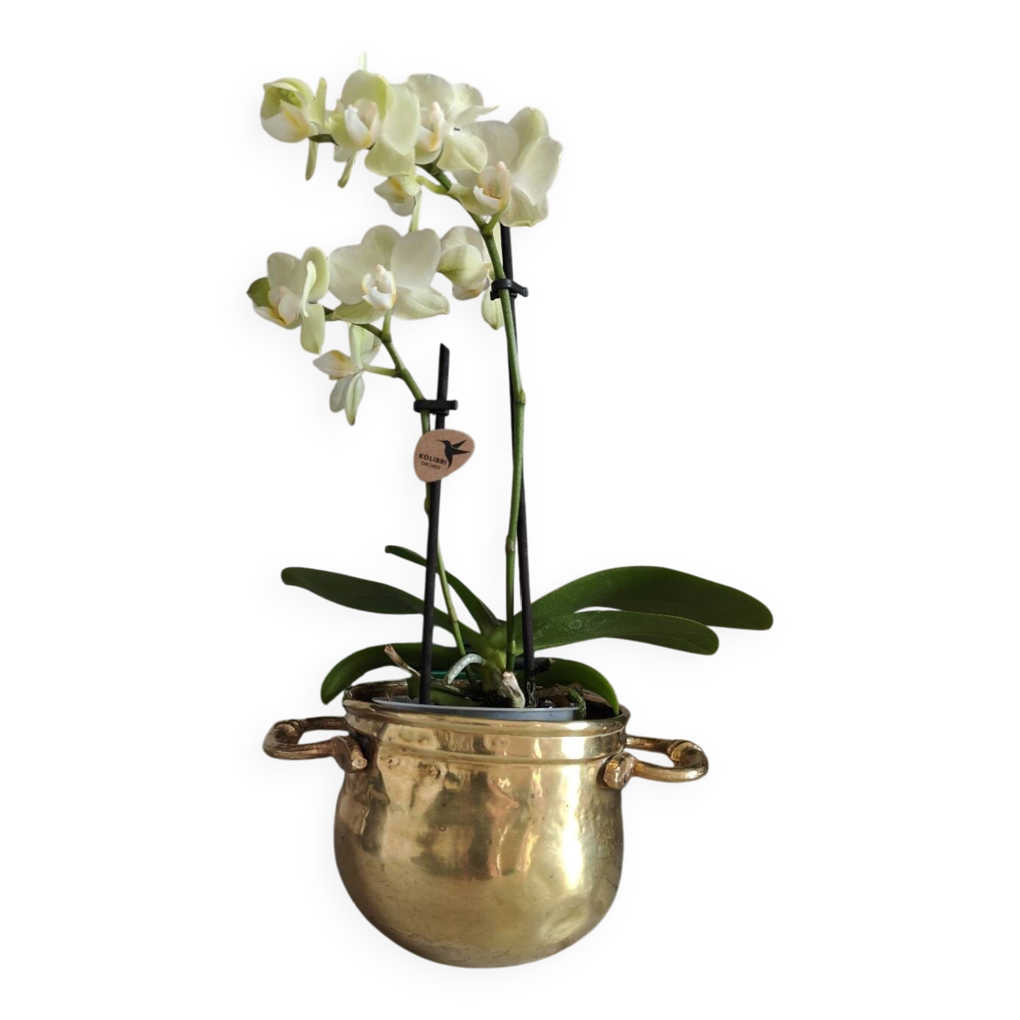 Plant pot