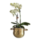 Plant pot