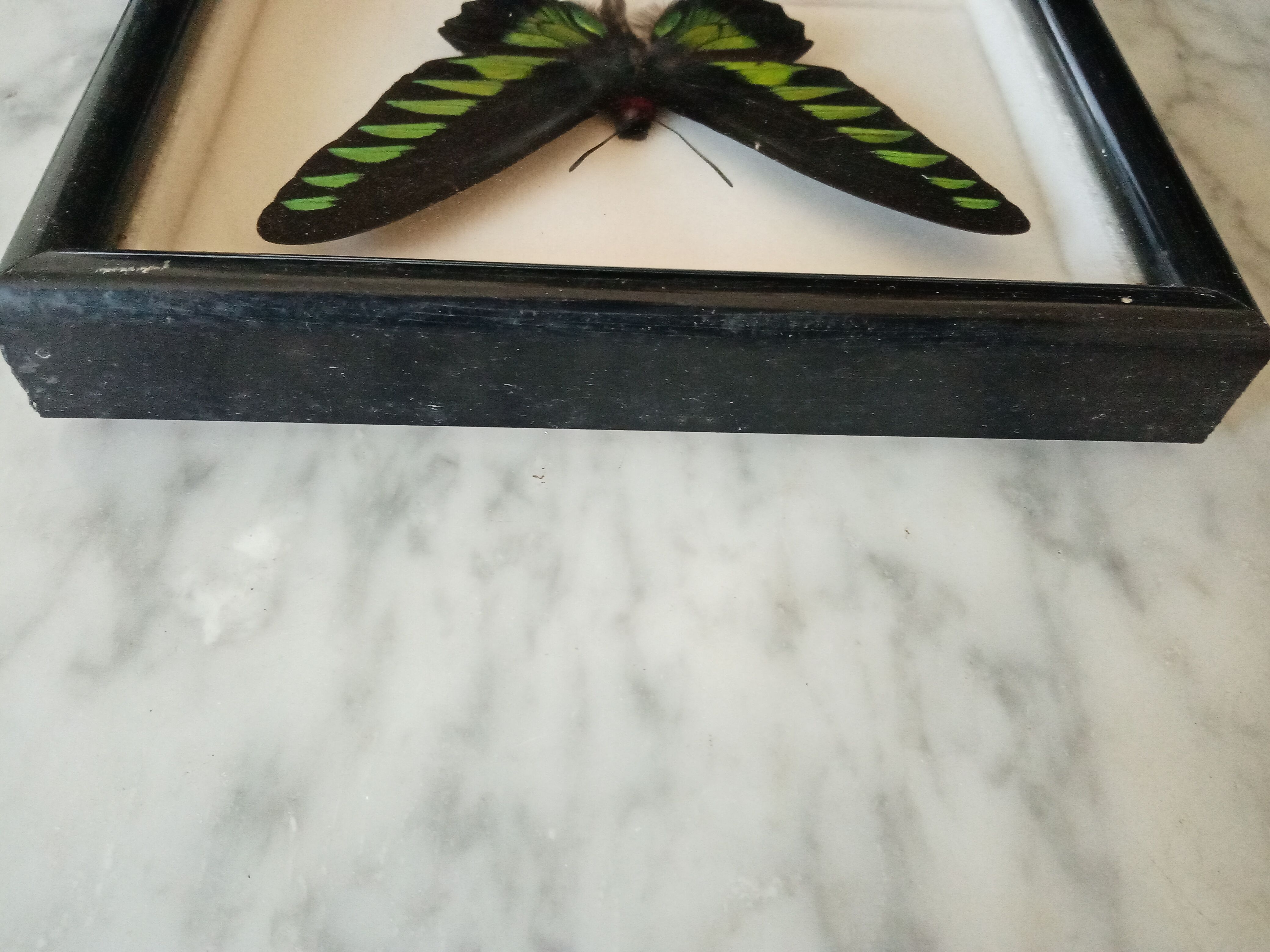Exotic butterfly frame