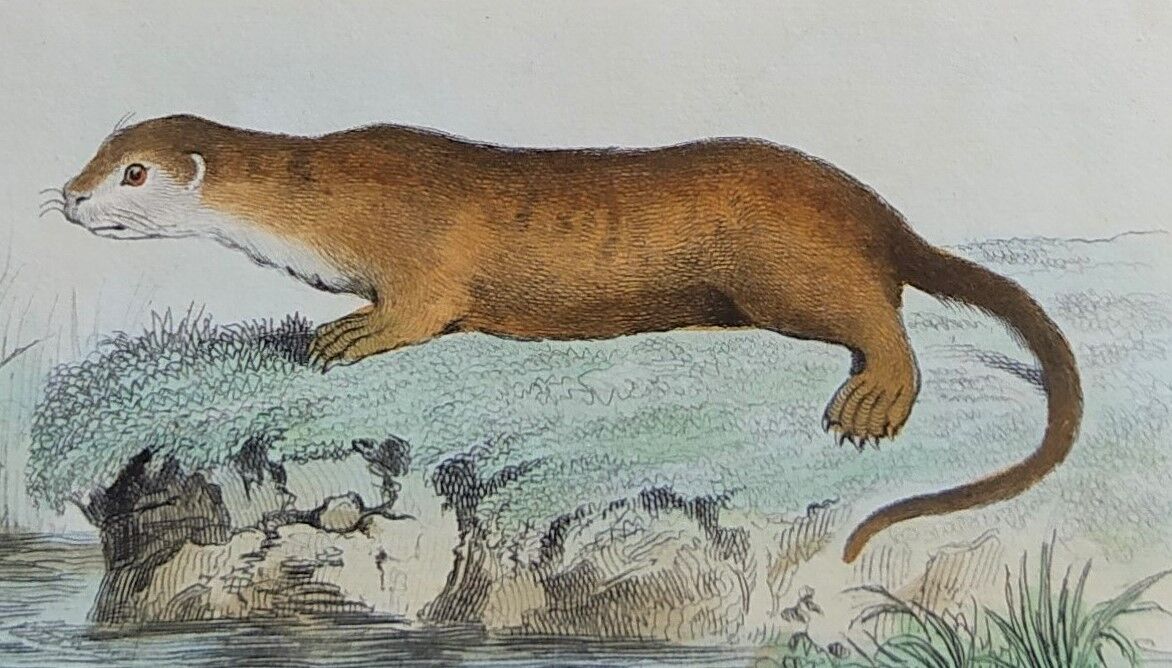 Original Zoological Plate " Hyena & Otter of Canada - Buffon 1940